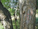 Surveyors' marks on maple tree.