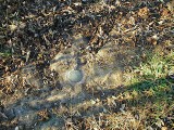 Eye level view of the disk on the outcropping, nearly flush with the ground.