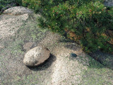 Eyelevel view of the disk set in a granite ledge.