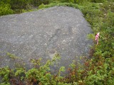 Eyelevel view of the disk on the boulder, pink flagging tape visible.