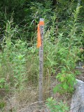 Close-up of the stake.