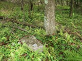 The boulder, surrounded by ferns.
