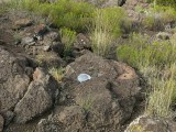 Eyelevel view of the reference mark disk in rock outcrop.