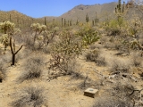 View E, through the cactus forest toward the mountains.