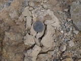 Close-up view of the disk resting on the concrete and rock outcrop.
