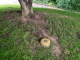 Eyelevel view of the disk near the base of the tree.